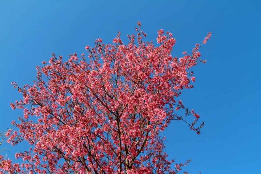 云南丽江：在新的一年 赶赴一场“冬樱花季”