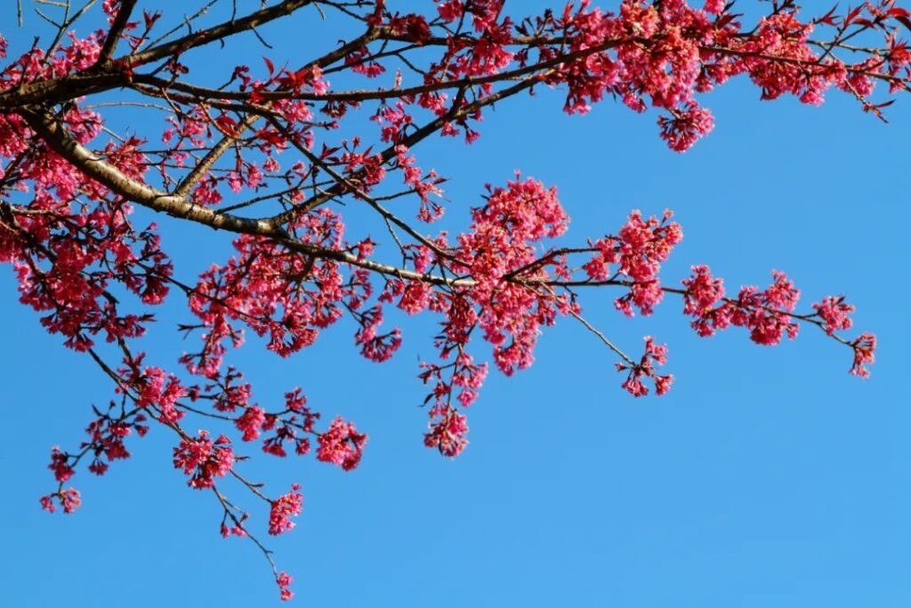 云南丽江：在新的一年 赶赴一场“冬樱花季”