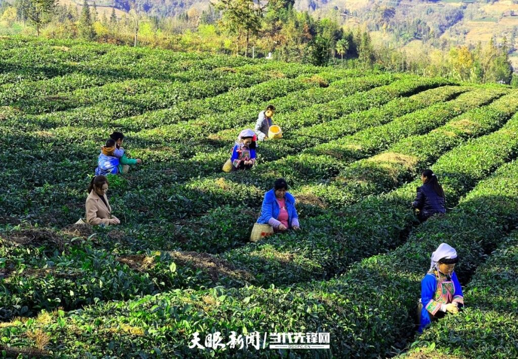 盛开在贵州普安茶山上的“四朵金花”