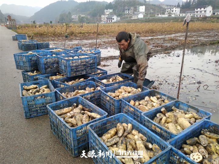 安顺普定：东西部协作助力“三美”乡村建设