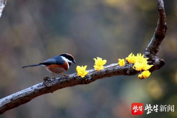 最小的鸟是什么鸟_最小的鸟类是什么