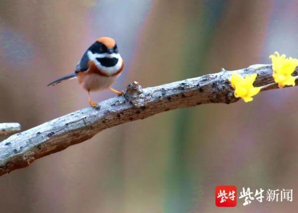 最小的鸟是什么鸟_最小的鸟类是什么