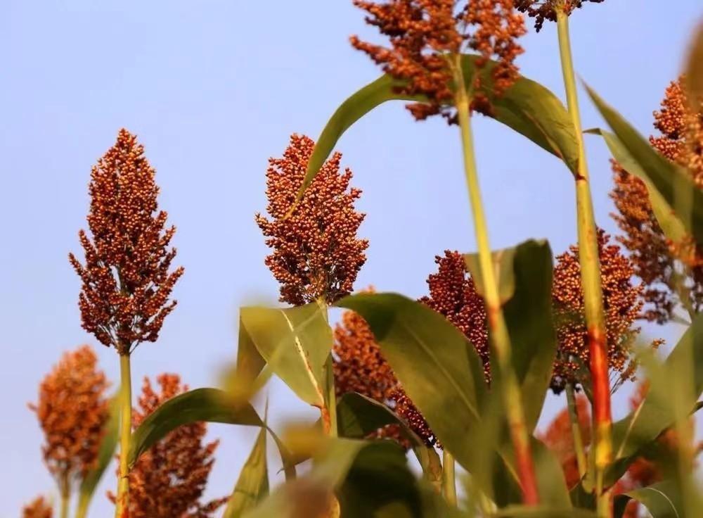 春节送礼怎么说客套话_春节送礼的客套话