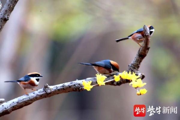 最小的鸟是什么鸟_最小的鸟类是什么