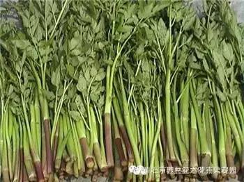 春天有哪些野菜_春天的野菜