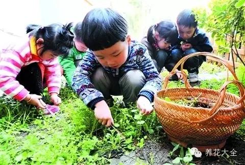 春天有哪些野菜_春天的野菜