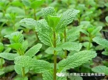 春天有哪些野菜_春天的野菜