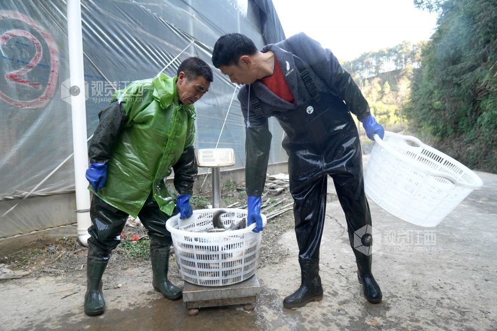 分宜：鲈鱼丰产助增收