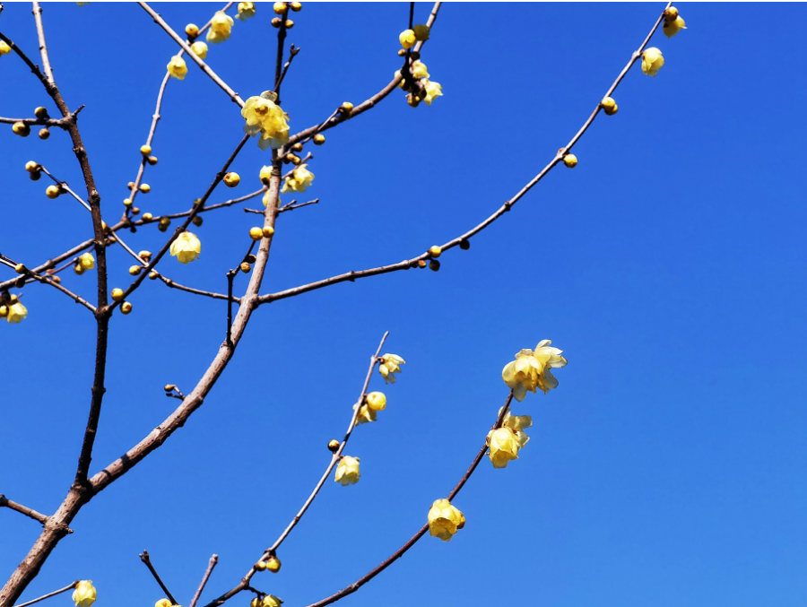 今天，分宜美上央视！花开中国，看见分宜之美~