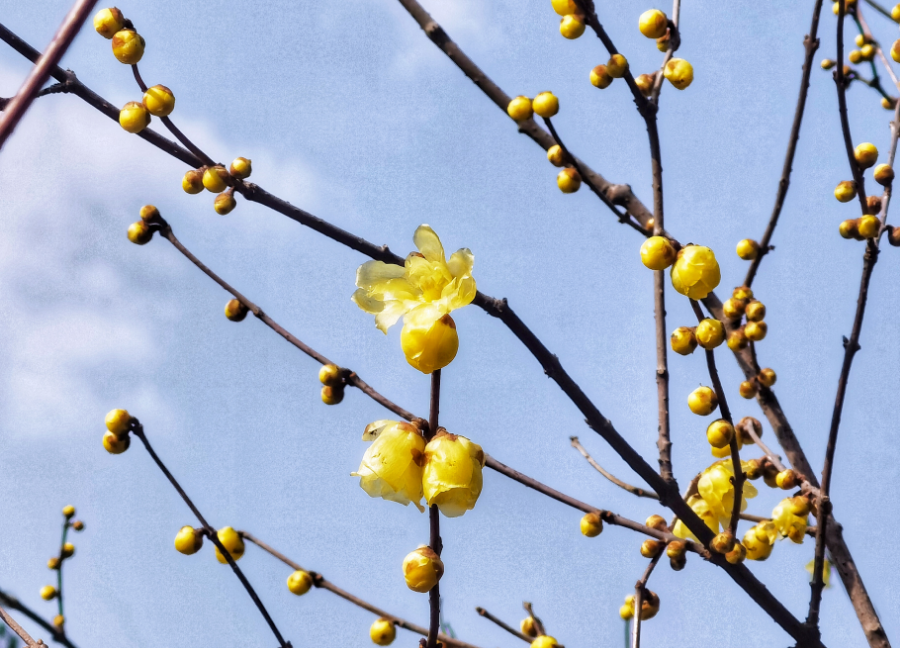 今天，分宜美上央视！花开中国，看见分宜之美~