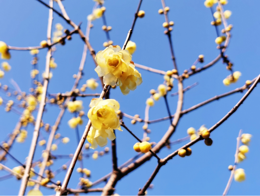 今天，分宜美上央视！花开中国，看见分宜之美~