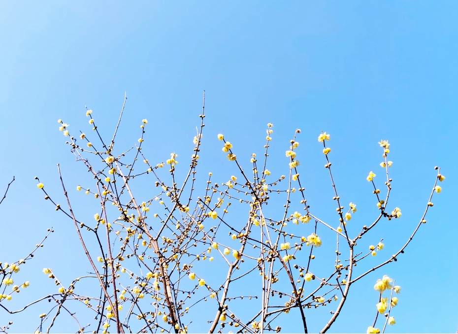 今天，分宜美上央视！花开中国，看见分宜之美~