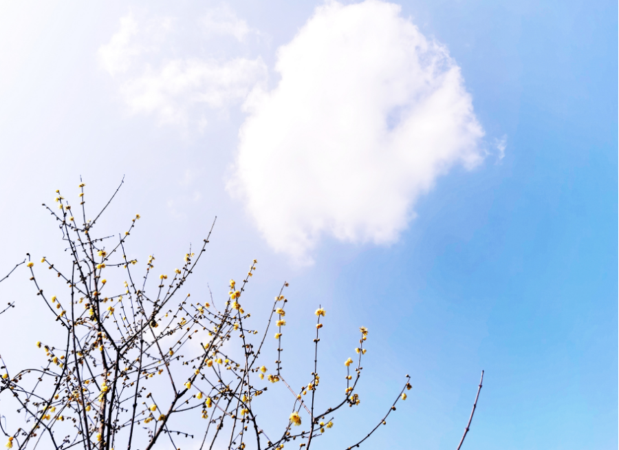 今天，分宜美上央视！花开中国，看见分宜之美~