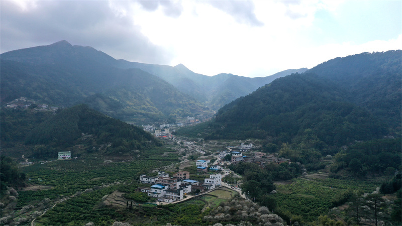 广西宾阳：梅花满山开 银装扮名山