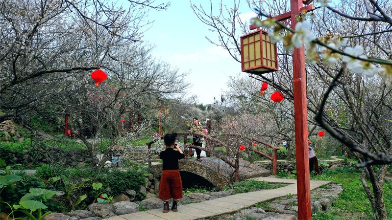 广西宾阳：梅花满山开 银装扮名山