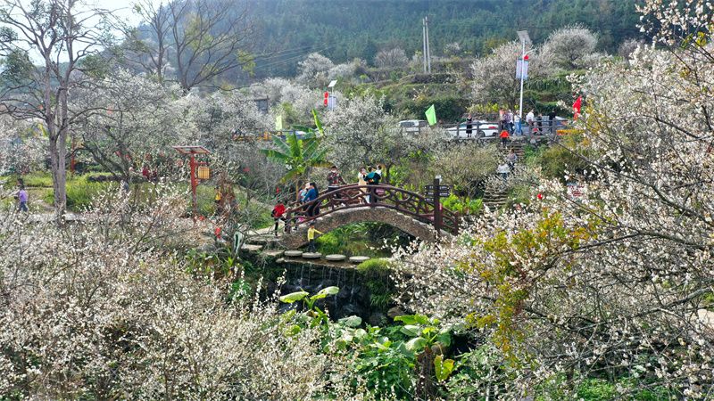 广西宾阳：梅花满山开 银装扮名山