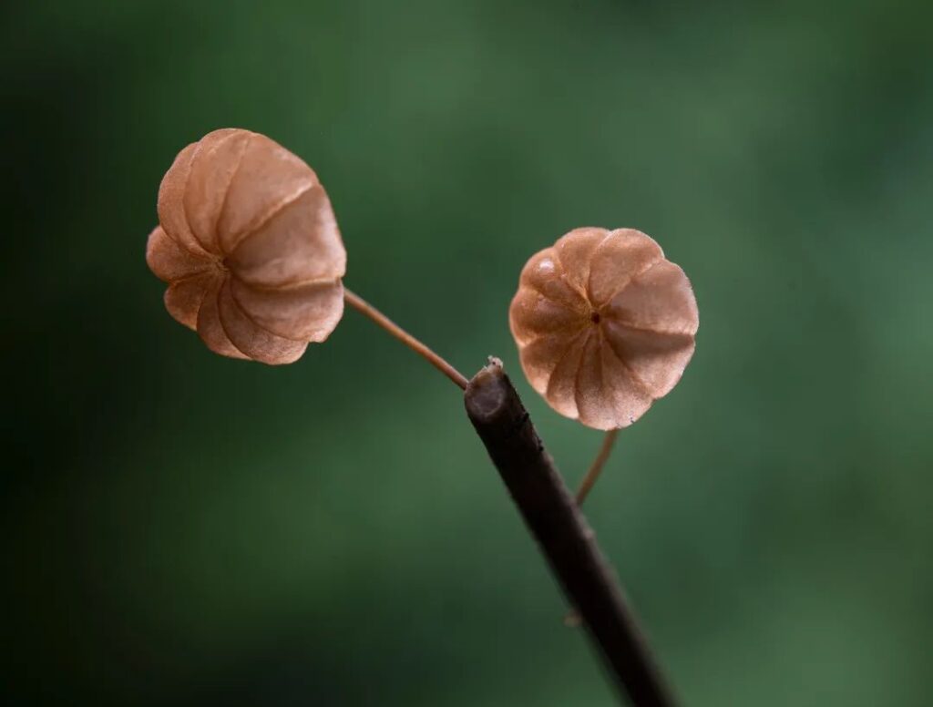 每日一景丨微距下的“蘑菇世界”