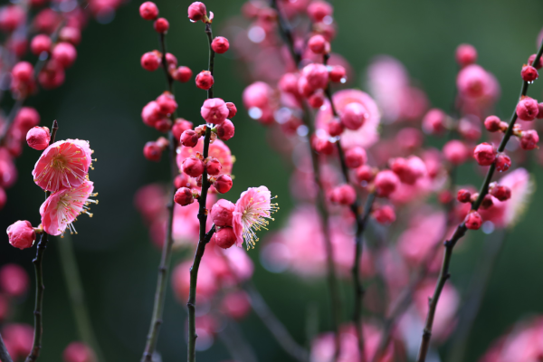 每日一景丨宁波鄞州：雨中梅花更添春