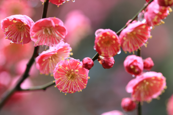 每日一景丨宁波鄞州：雨中梅花更添春