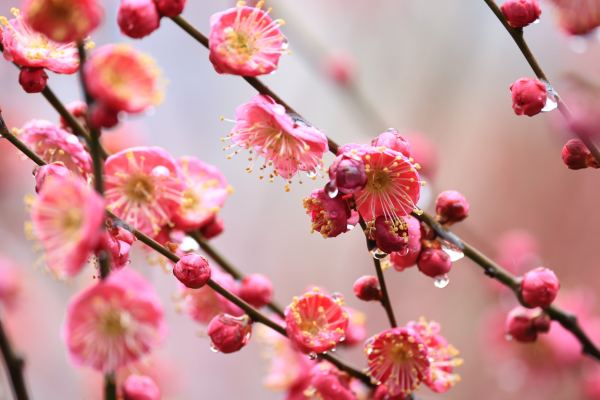 每日一景丨宁波鄞州：雨中梅花更添春