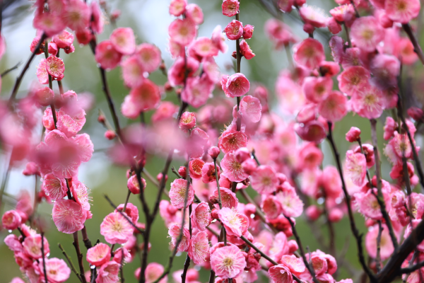 每日一景丨宁波鄞州：雨中梅花更添春