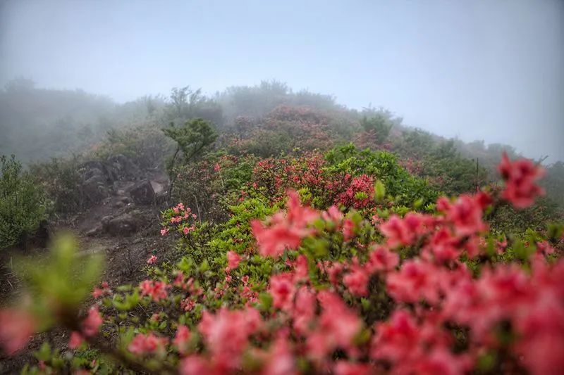 最想去的地方丨寻春记，被这样的常山惊艳到了