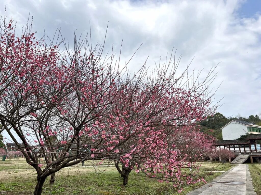 每日一景丨绍兴上虞：东溪梅景醉游人