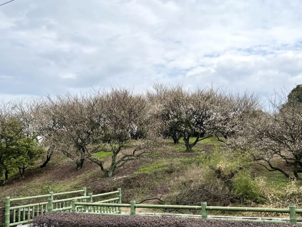 每日一景丨绍兴上虞：东溪梅景醉游人