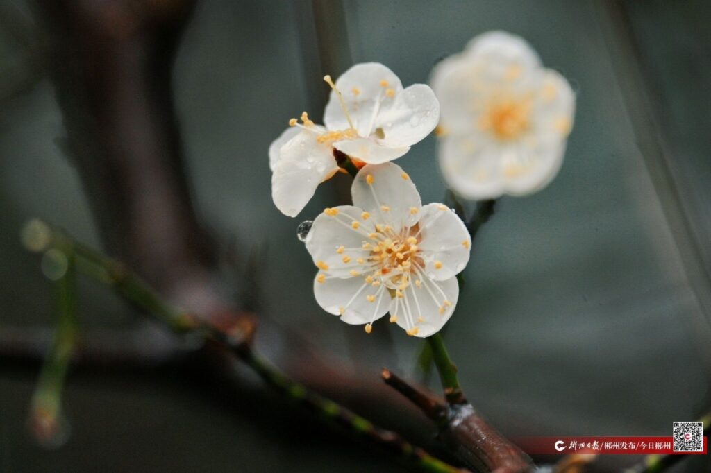 如画郴州｜雨中赏梅 解锁春天小“梅”好