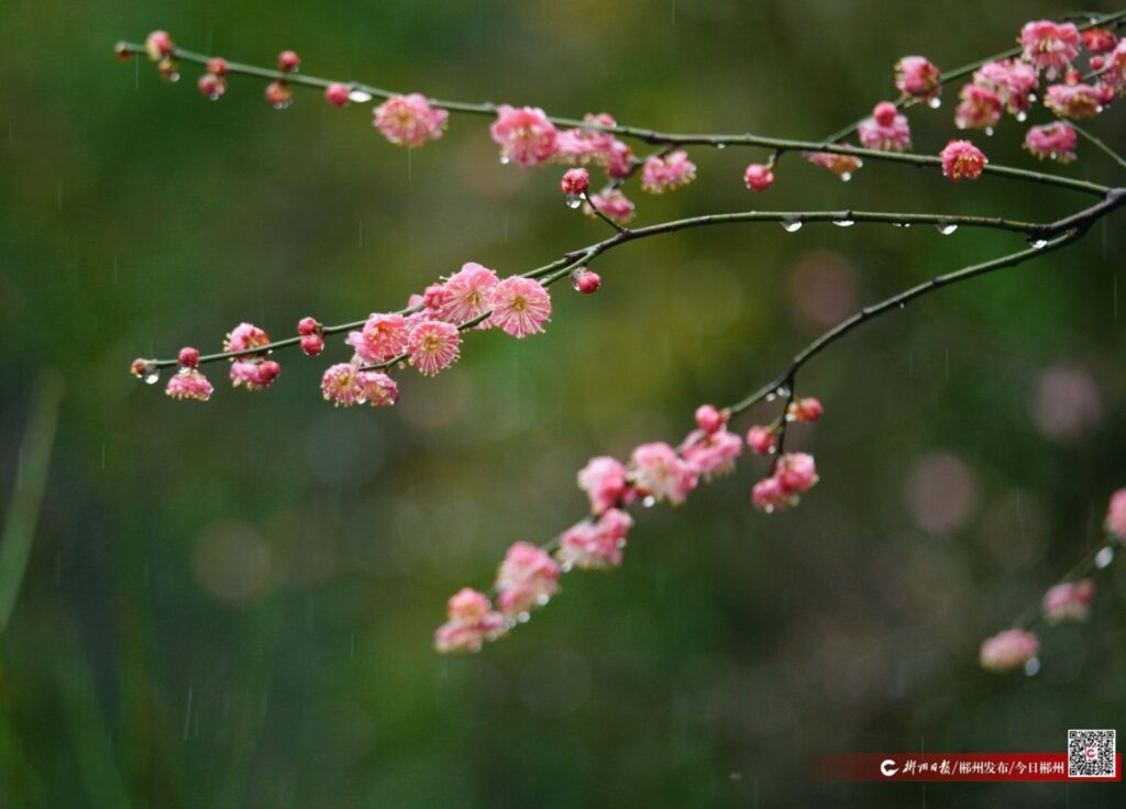 如画郴州｜雨中赏梅 解锁春天小“梅”好