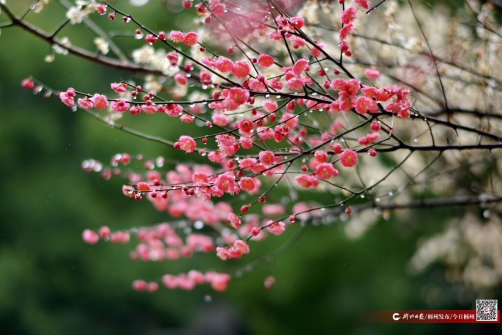 如画郴州｜雨中赏梅 解锁春天小“梅”好