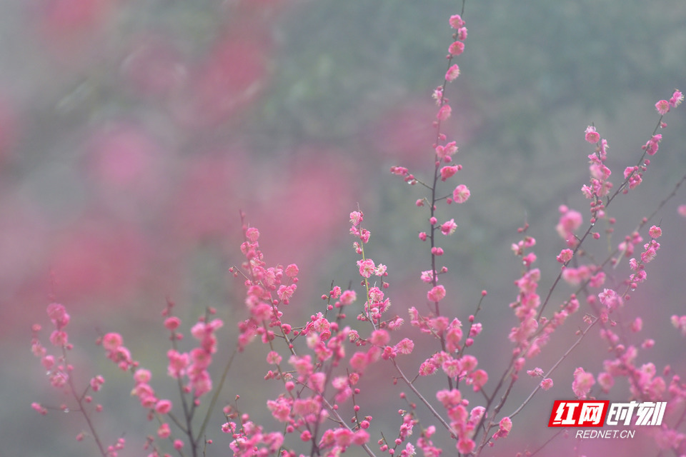 亲自然 | 湖南南岳：傲梅绽放春意浓 赏梅品香正当时