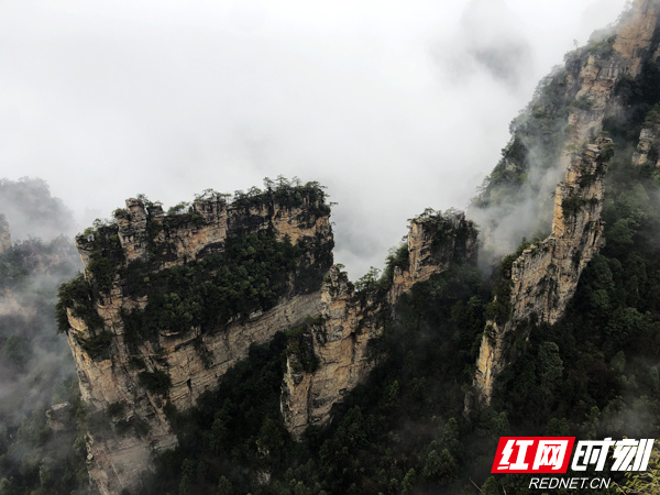 亲自然丨张家界：杨家界峰墙初春云海美景醉人