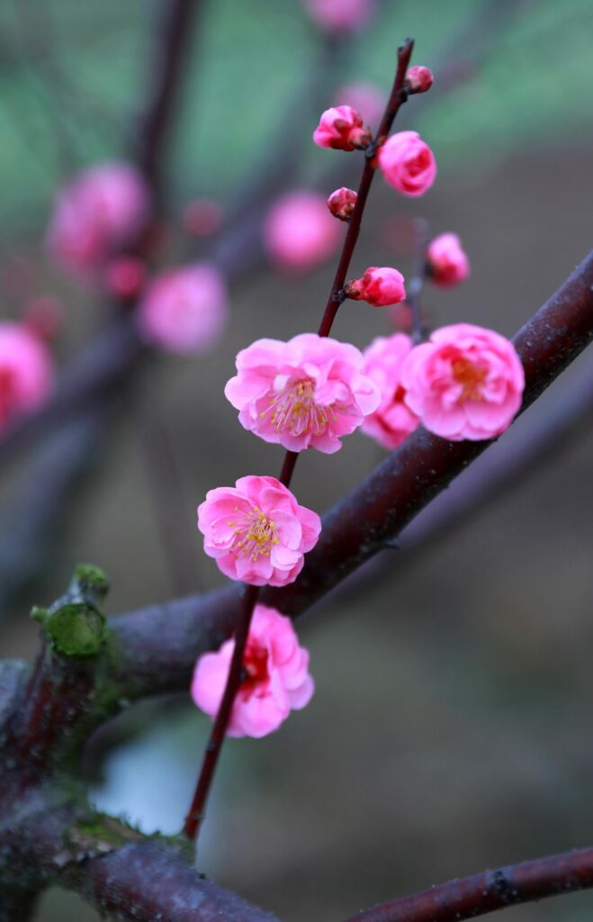 荣昌：红梅花开 春意盎然