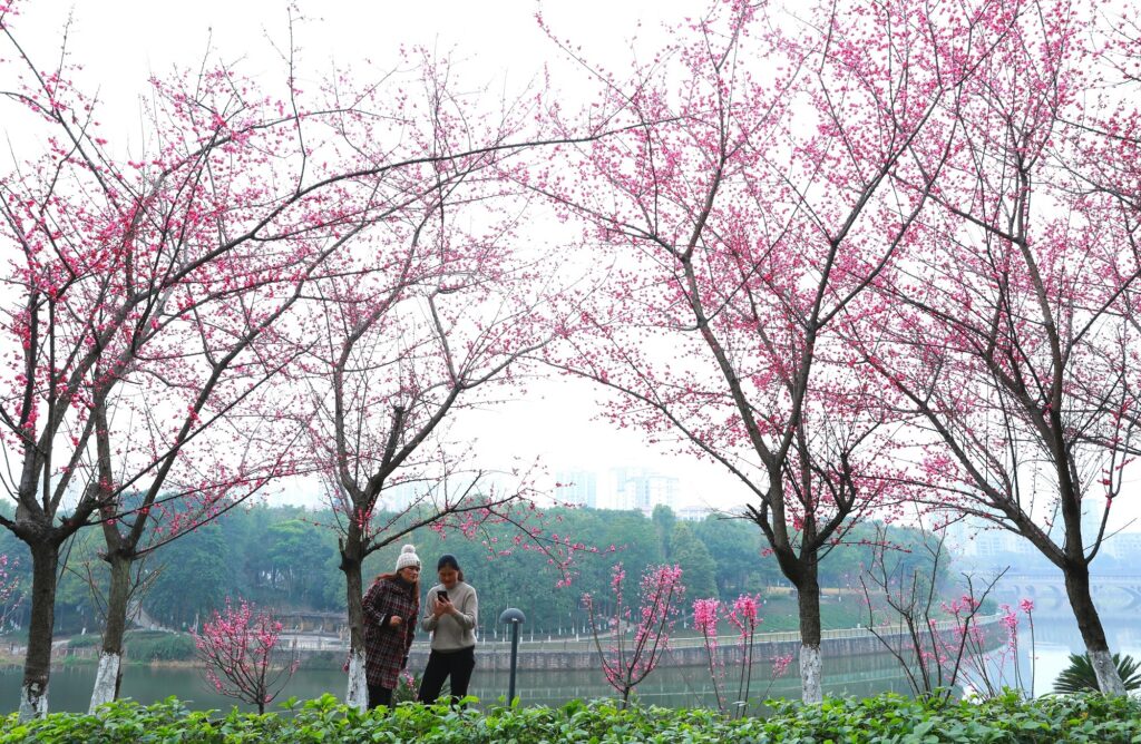 荣昌：红梅花开 春意盎然