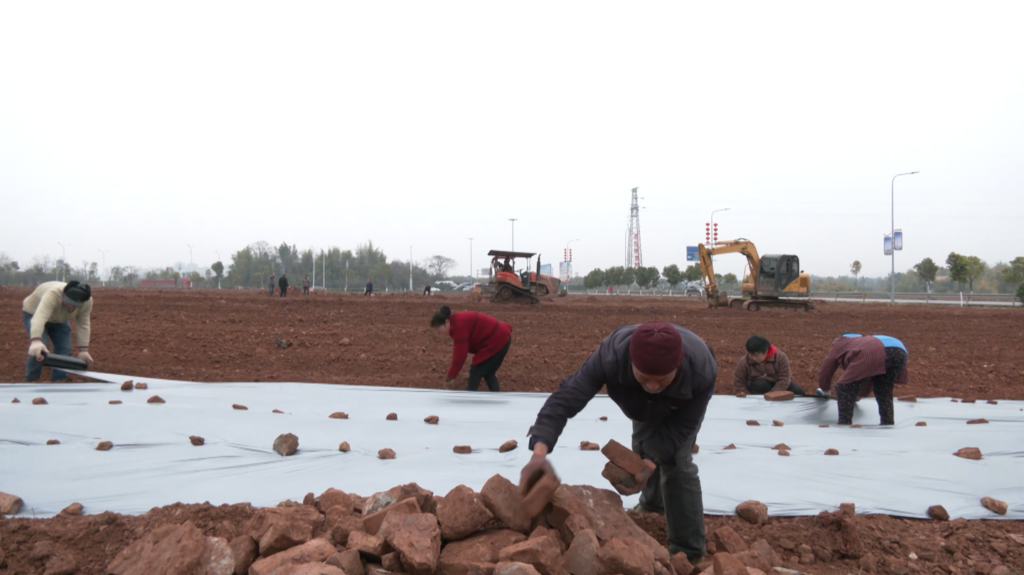 重庆大足：春耕正当时！1500亩鲜食葛根垦土栽植