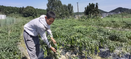 奋进的春天 | 杨桥镇西田村：春“农”勤致富