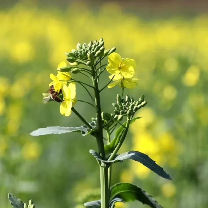 【镜见分宜】油菜花开了！快来邂逅这里的最美春色→