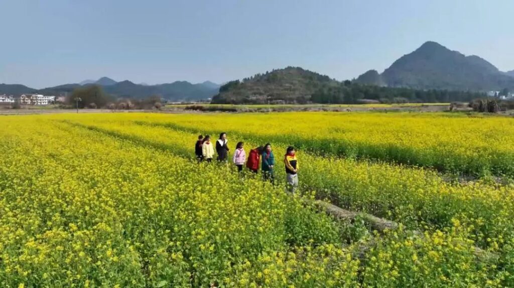 【镜见分宜】油菜花开了！快来邂逅这里的最美春色→