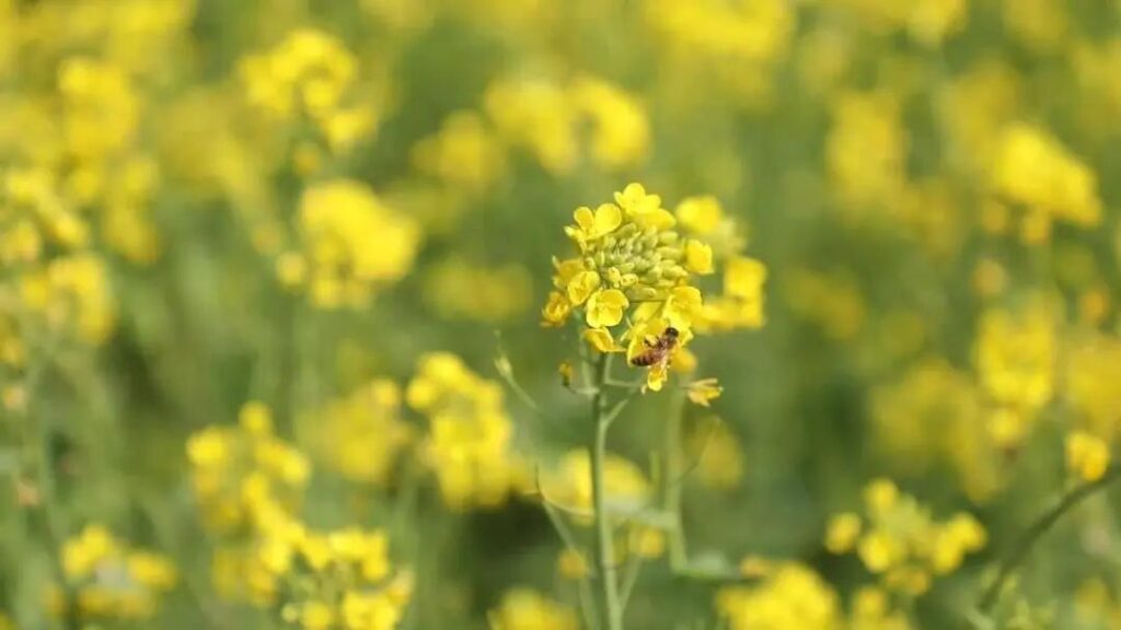 【镜见分宜】油菜花开了！快来邂逅这里的最美春色→