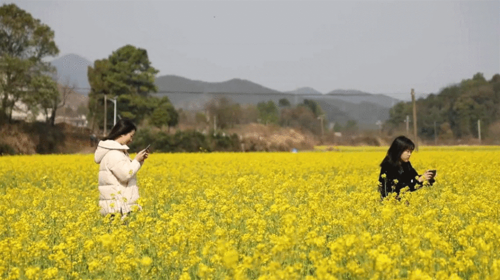 【镜见分宜】油菜花开了！快来邂逅这里的最美春色→