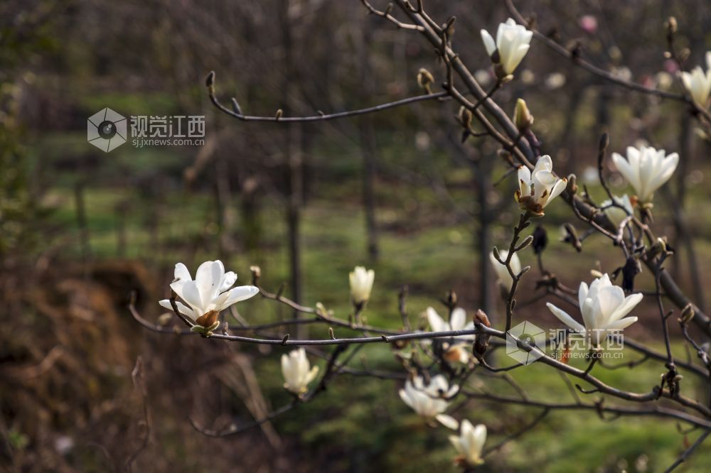 奋进的春天 | 分宜：玉兰花开正当时