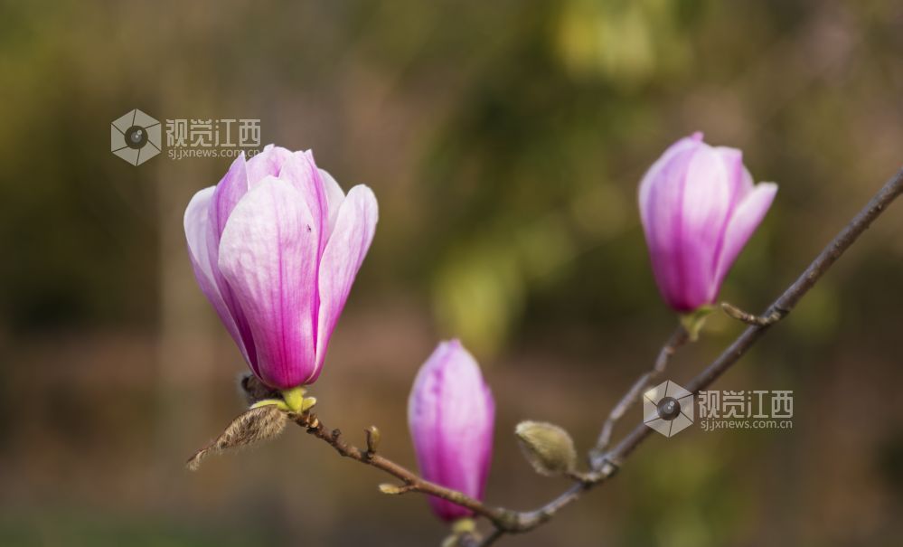 奋进的春天 | 分宜：玉兰花开正当时