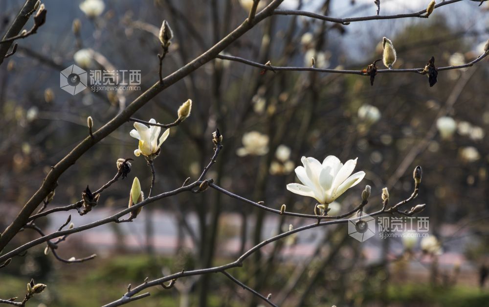 奋进的春天 | 分宜：玉兰花开正当时