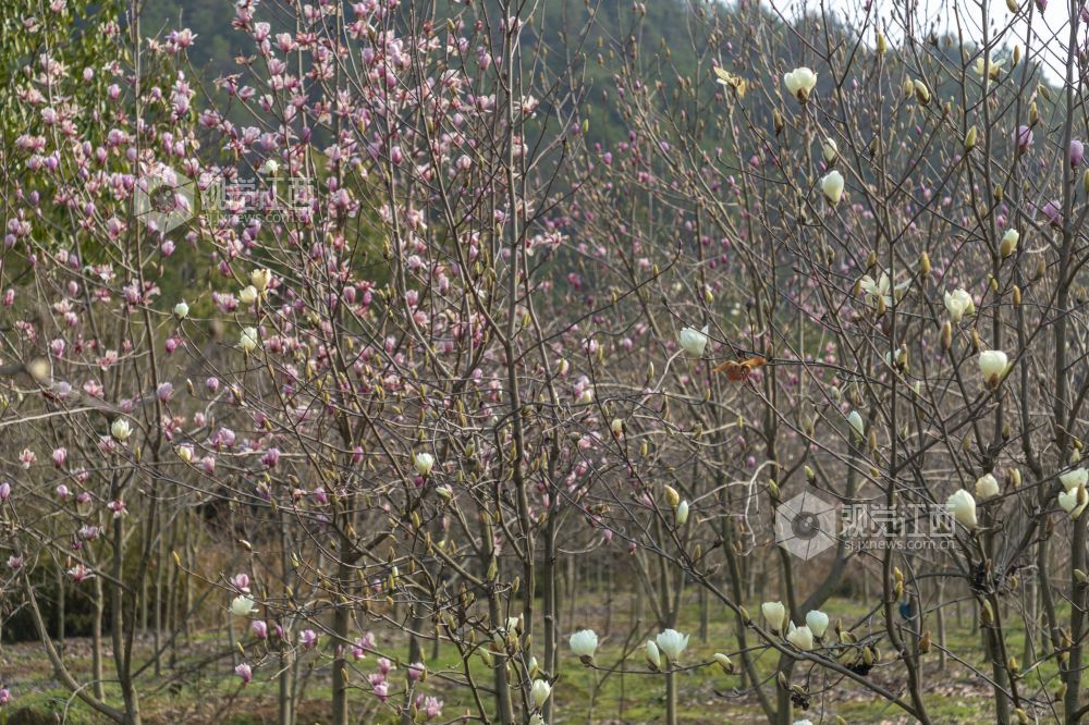 奋进的春天 | 分宜：玉兰花开正当时