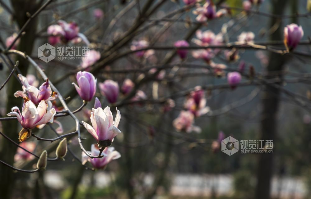 奋进的春天 | 分宜：玉兰花开正当时