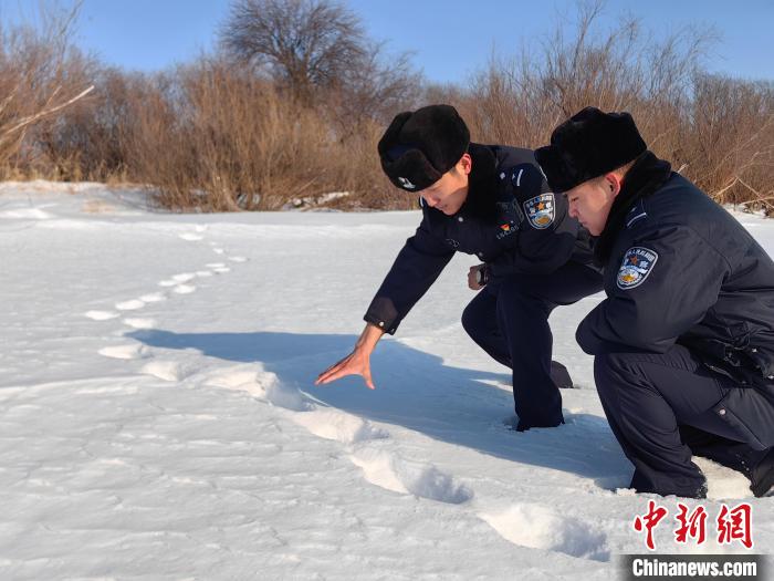 黑龙江饶河：一个月3次发现野生东北虎踪迹