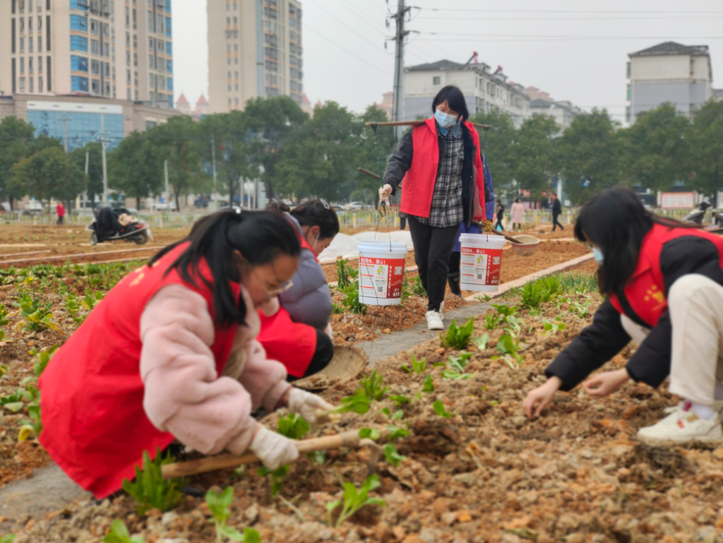 我县社区力量打造“暖心”菜地