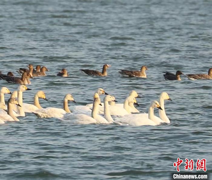 今春首批候鸟抵达“京津冀最美湿地”衡水湖