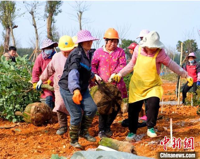 广西“线上+线下”联动 鼓励民众“码”上义务植树